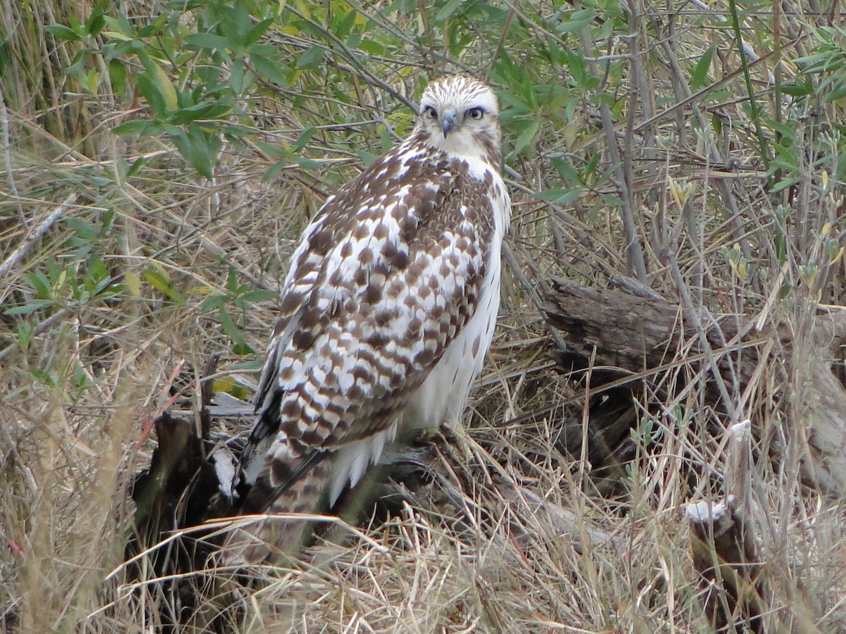 Red-tailed Hawk - ML495142571