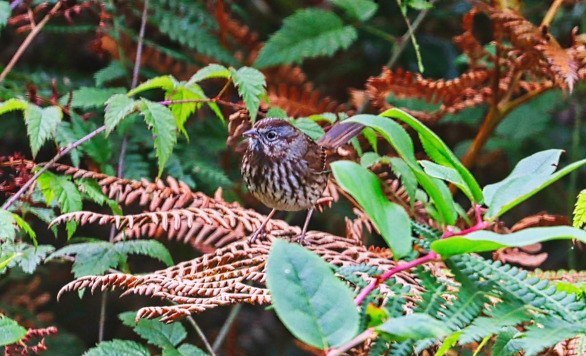 Song Sparrow - ML495143221