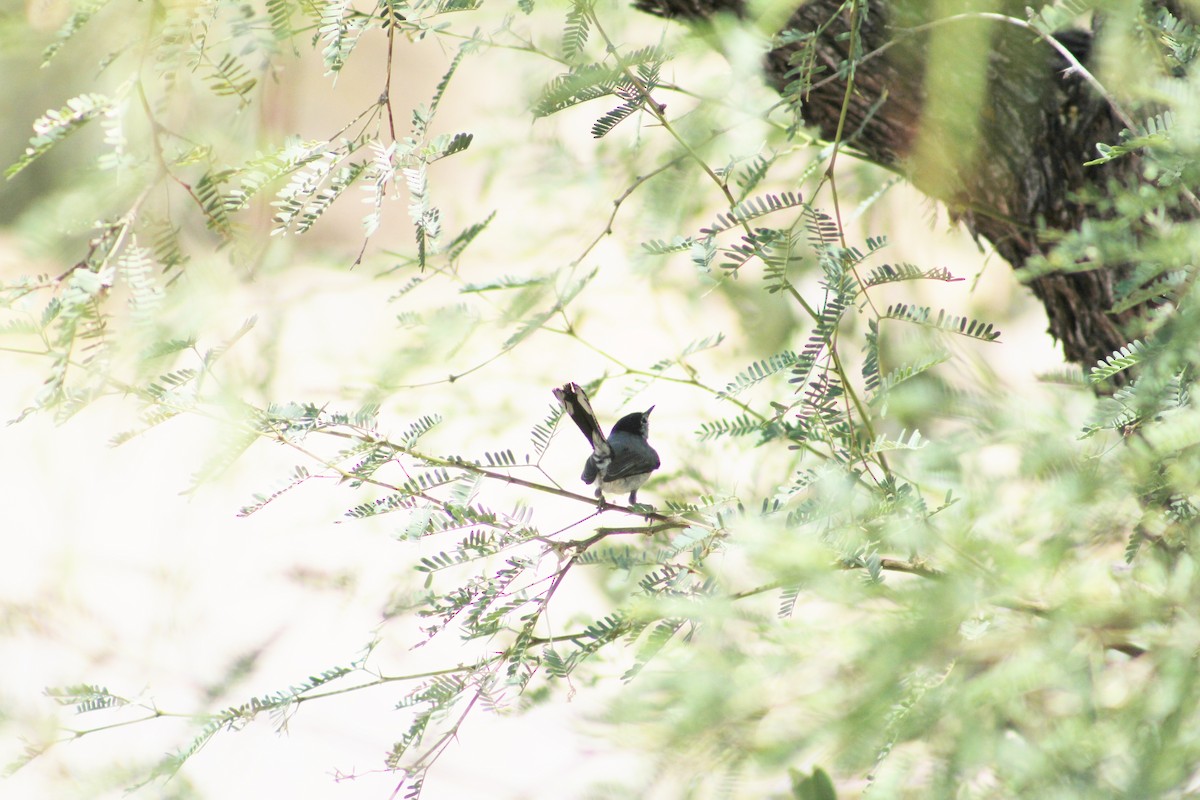 Black-tailed Gnatcatcher - ML495144441