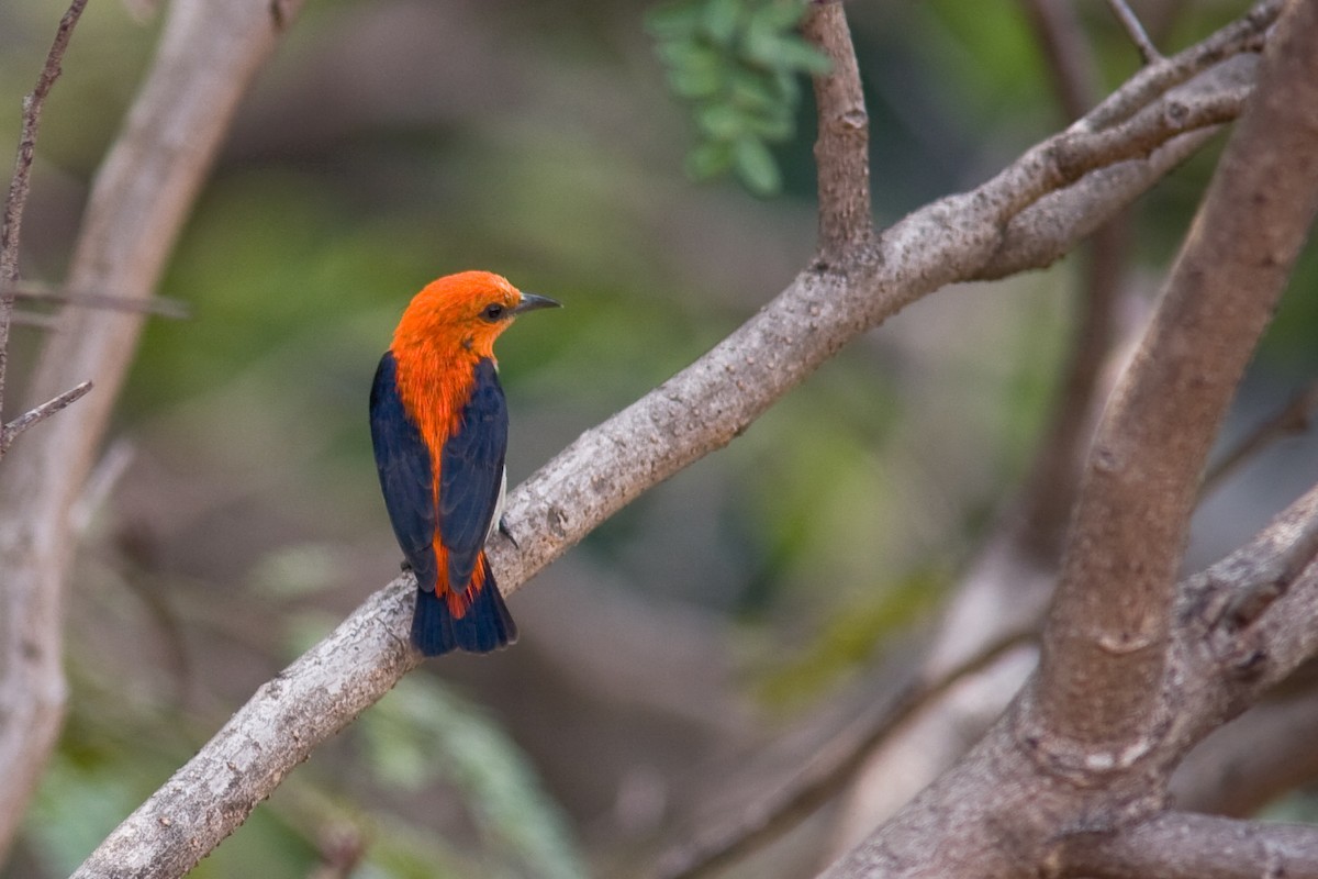 Scarlet-headed Flowerpecker - ML495145501