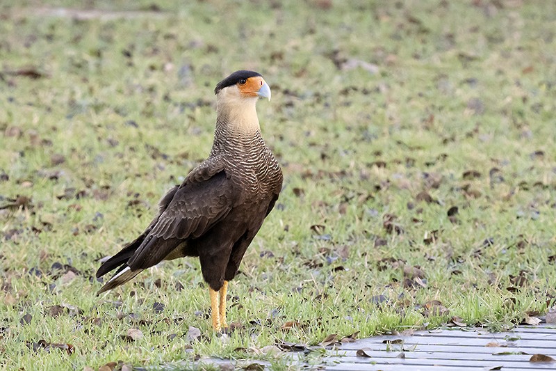 Crested Caracara (Southern) - ML495148021