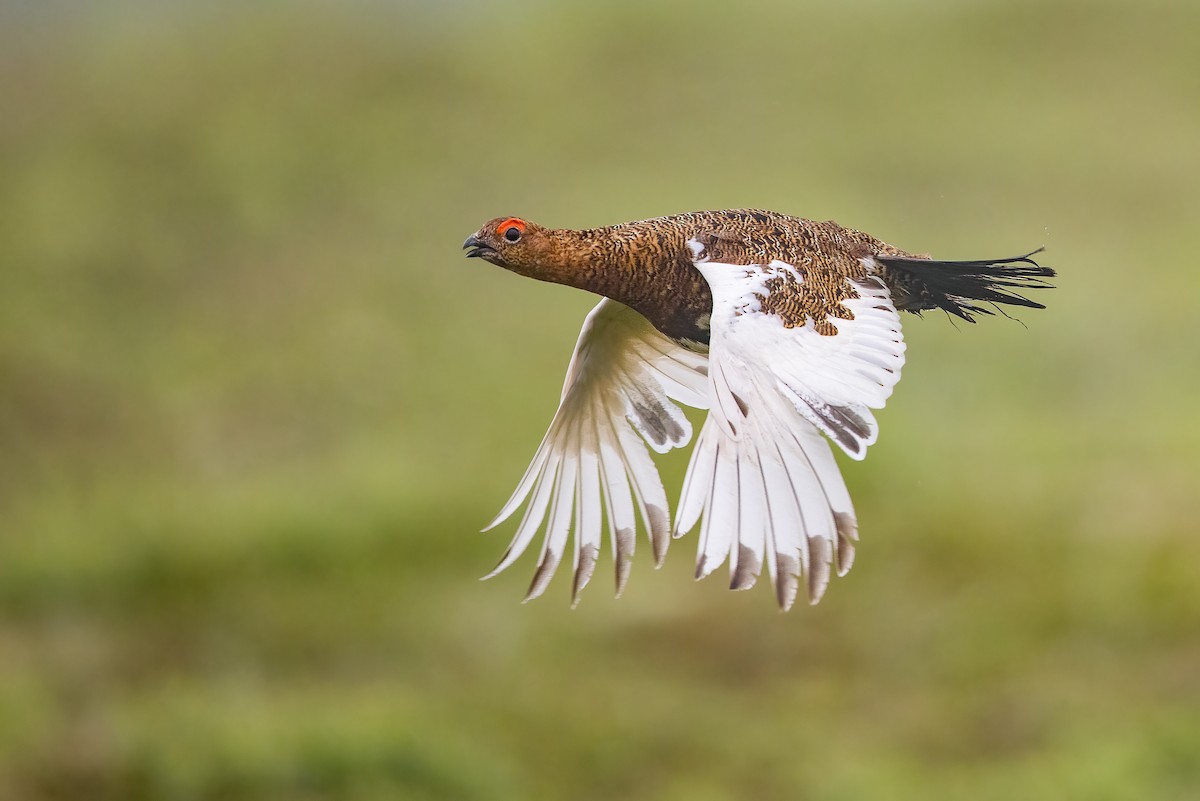 Willow Ptarmigan - ML495149181