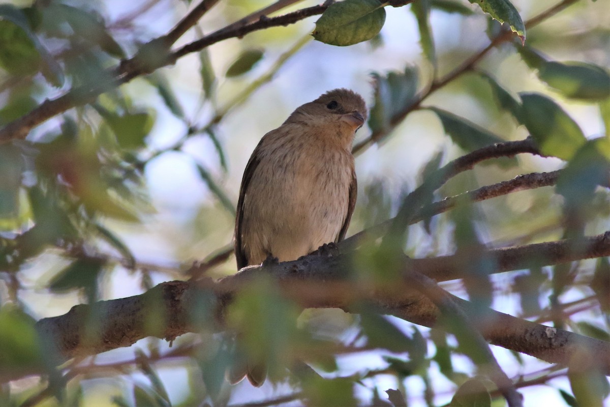 Lazuli/Indigo Bunting - ML495150031