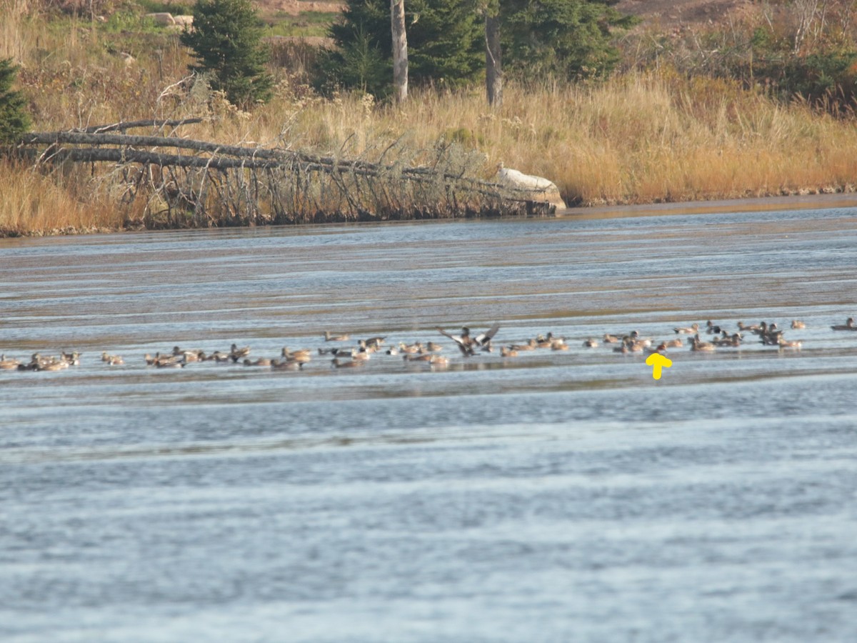 Eurasian Wigeon - ML495150601