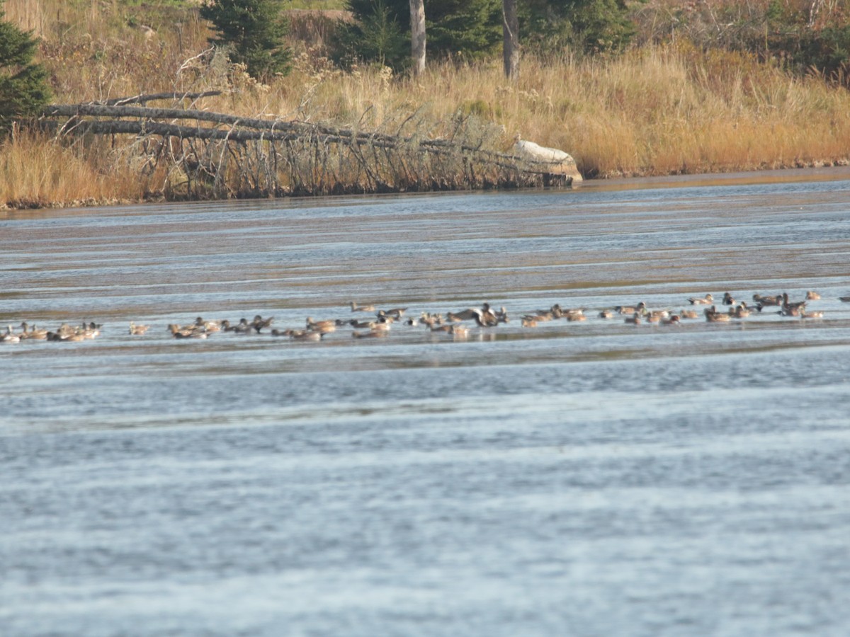 Eurasian Wigeon - ML495150621