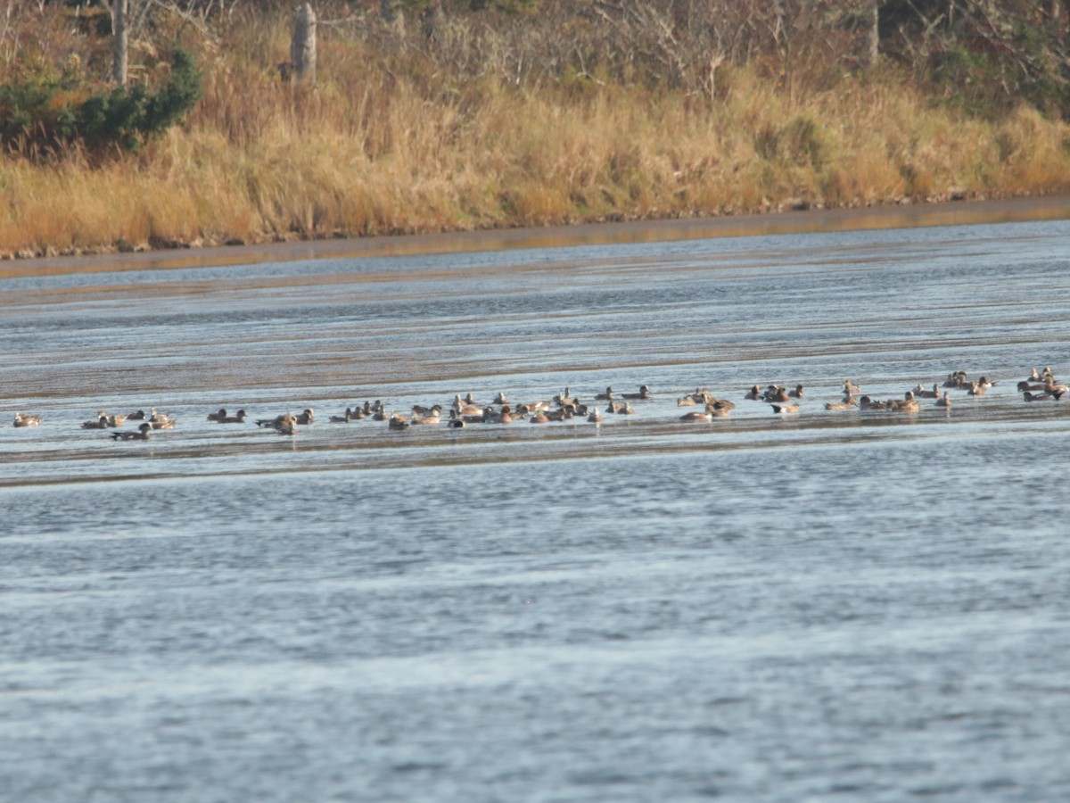 Eurasian Wigeon - ML495150641