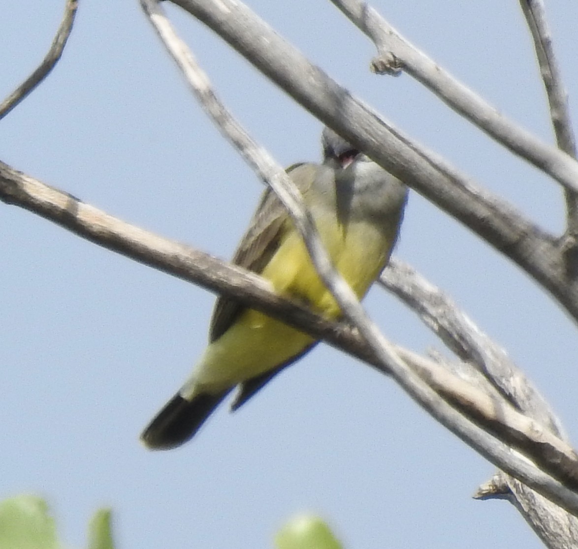 Cassin's Kingbird - ML495151321