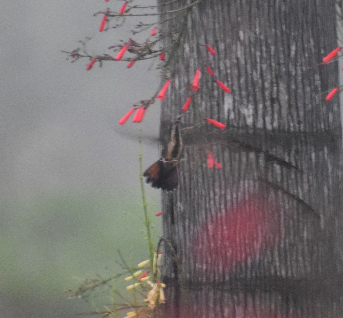 Black-throated Mango - Luis Munoz