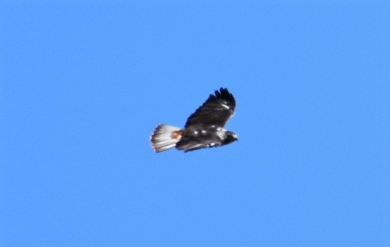 Red-tailed Hawk (Harlan's) - Mark Greene