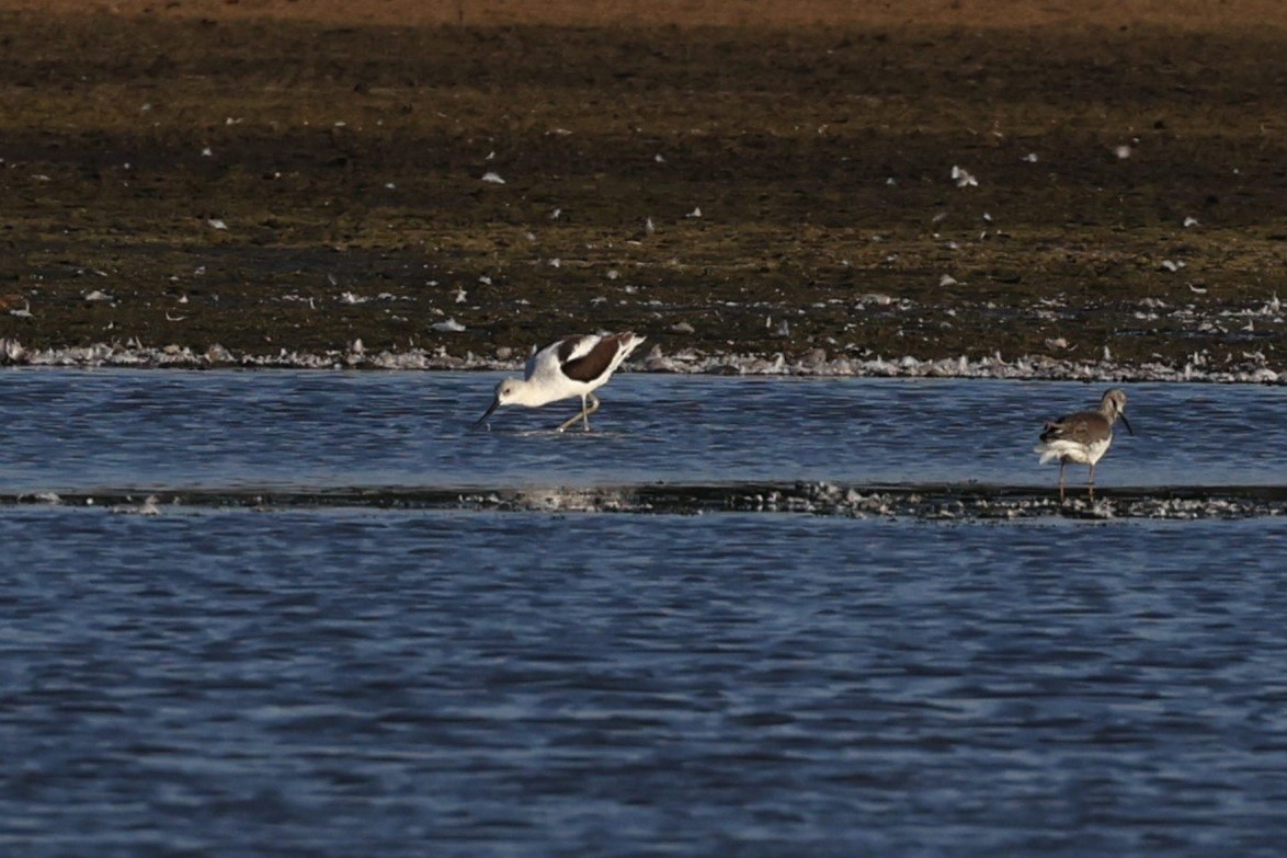 Avoceta Americana - ML495155681