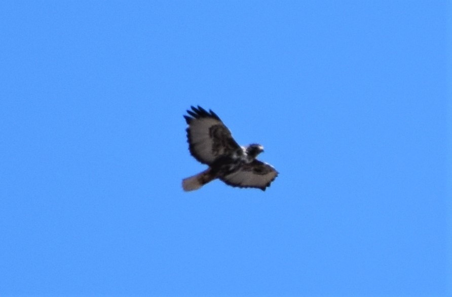 Red-tailed Hawk (Harlan's) - Mark Greene