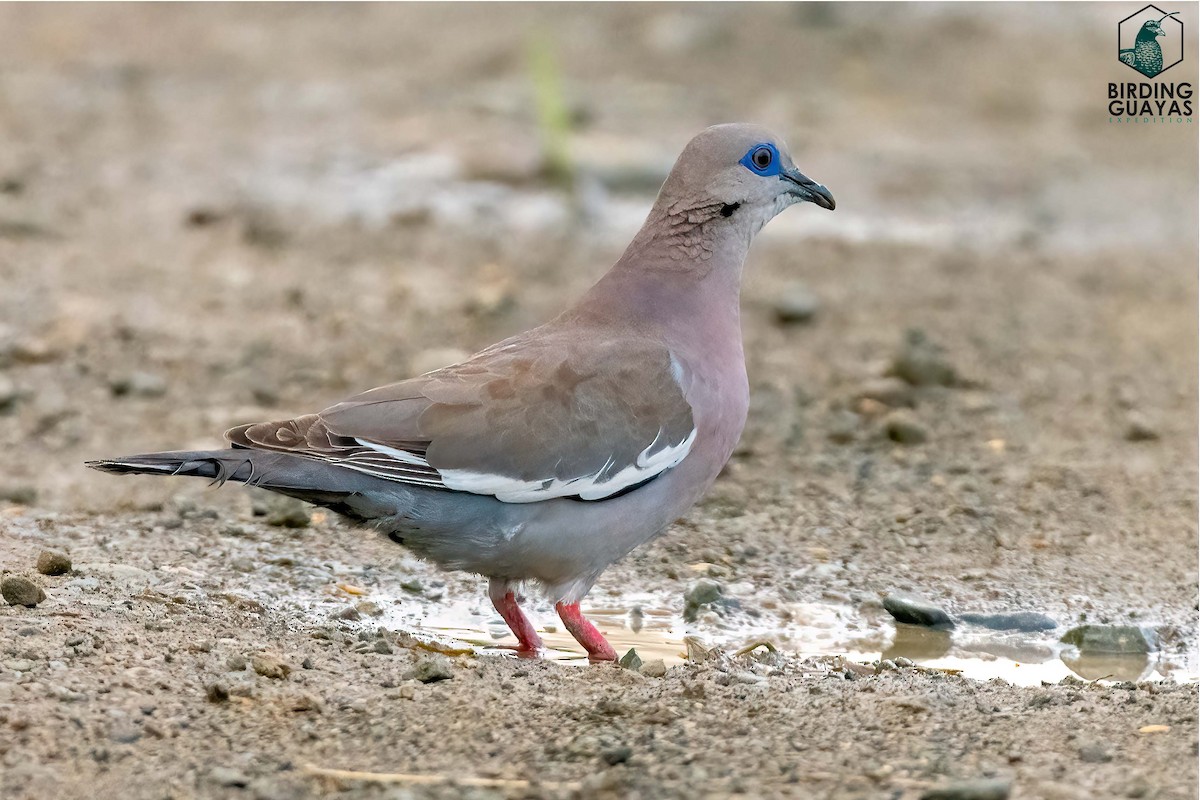 West Peruvian Dove - ML495156441