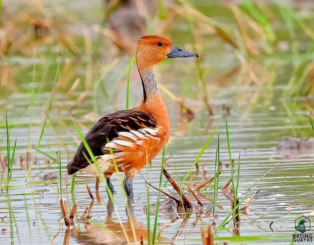 Fulvous Whistling-Duck - ML495157231