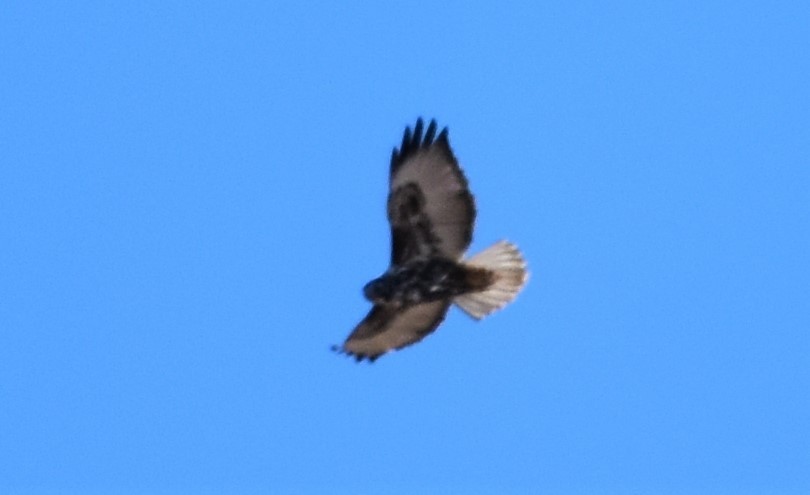 Red-tailed Hawk (Harlan's) - Mark Greene