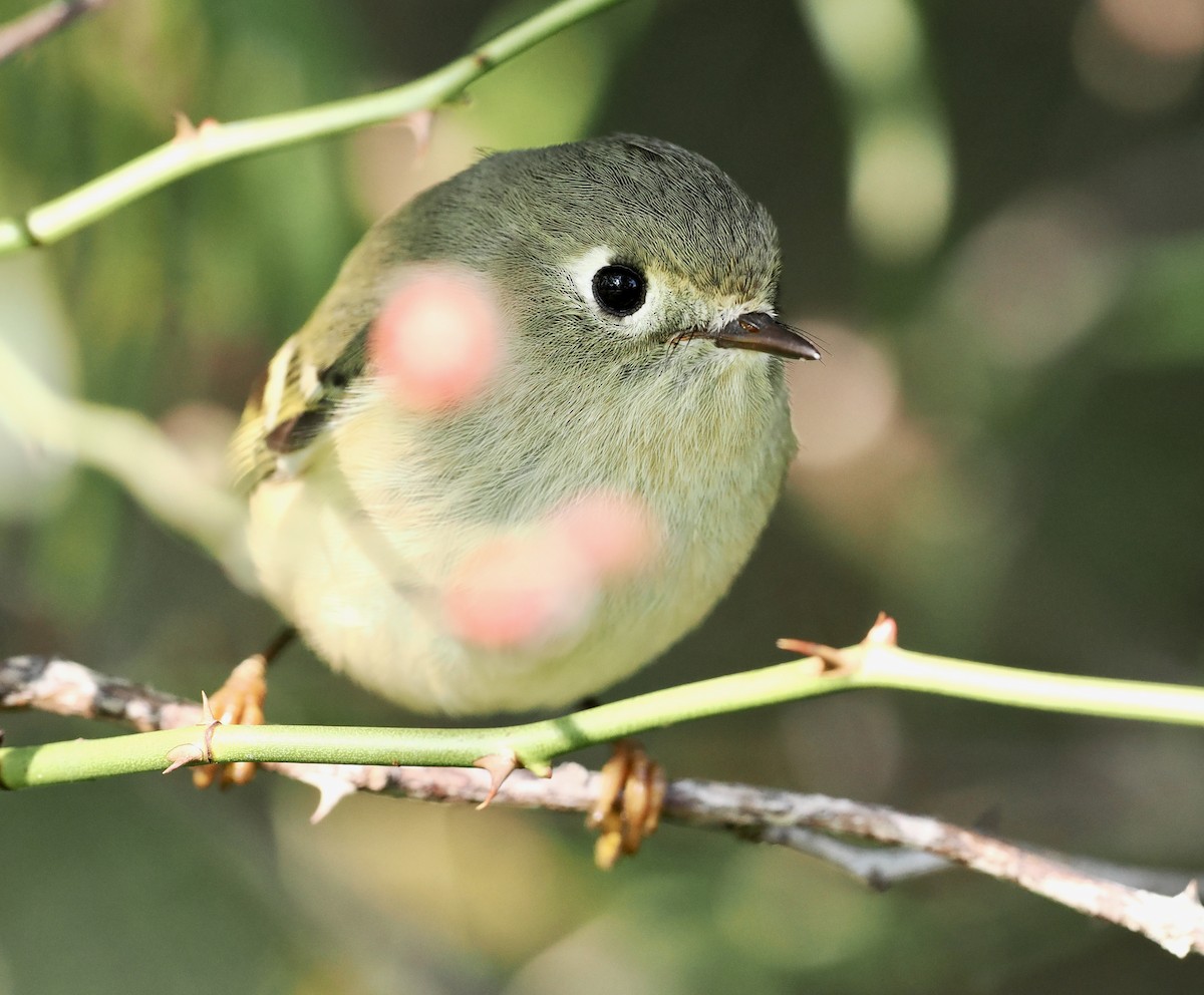 Ruby-crowned Kinglet - Ken Winkler