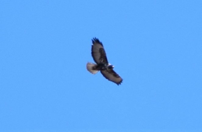 Red-tailed Hawk (Harlan's) - Mark Greene