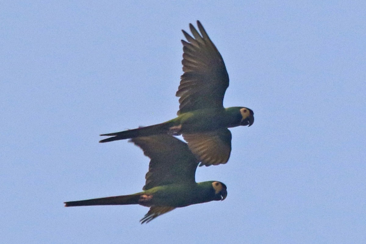 Yellow-collared Macaw - ML495159501