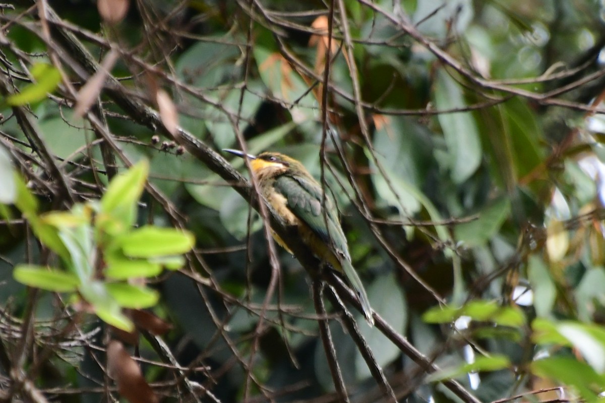 Cinnamon-chested Bee-eater - ML495160111