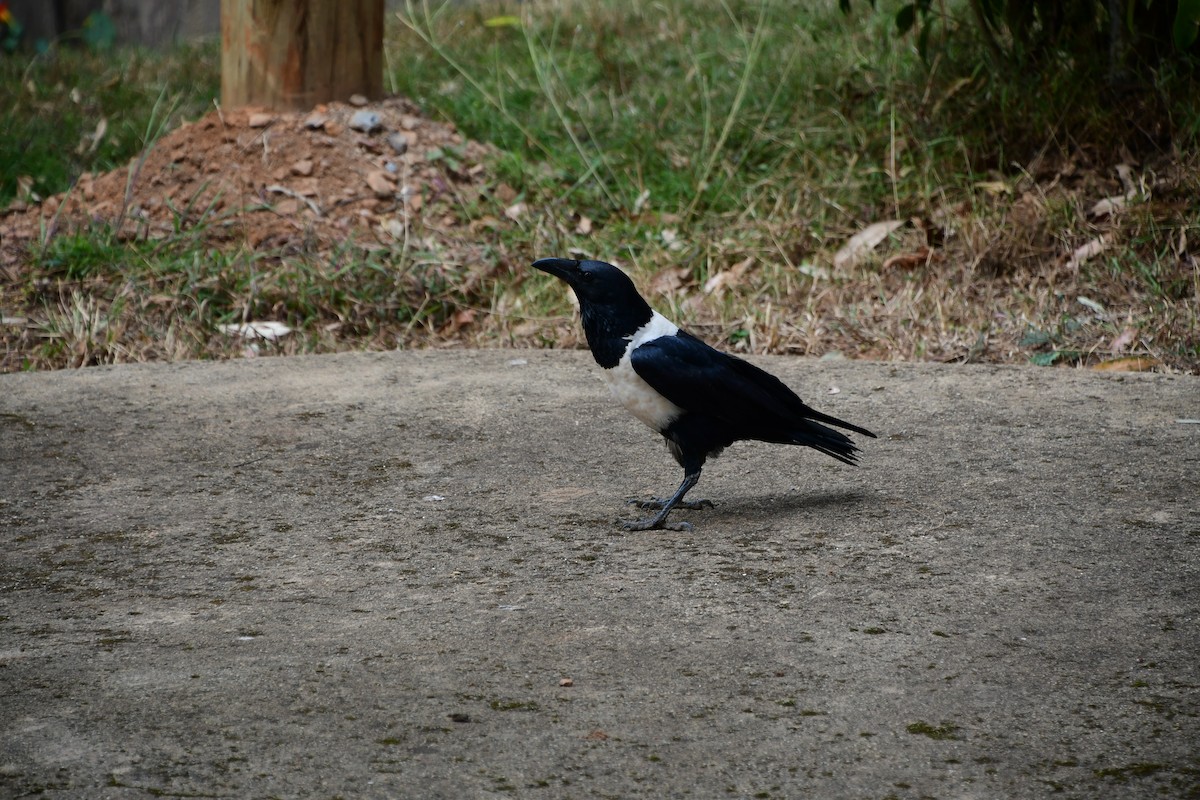 Pied Crow - ML495160151