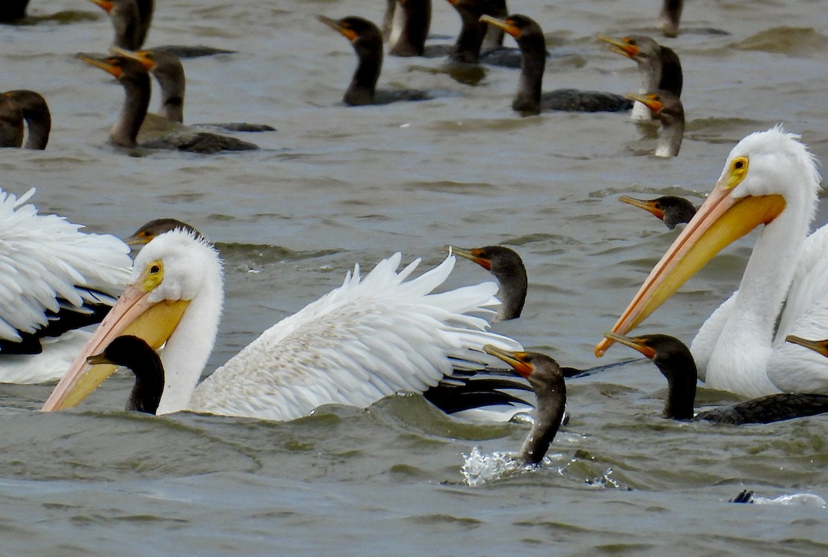 American White Pelican - ML495161361