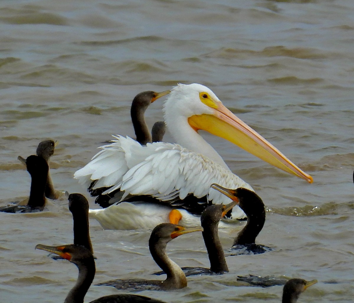 American White Pelican - ML495161371