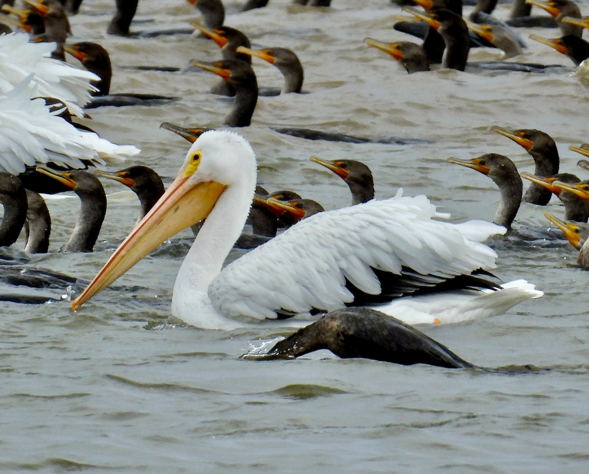 American White Pelican - ML495161381