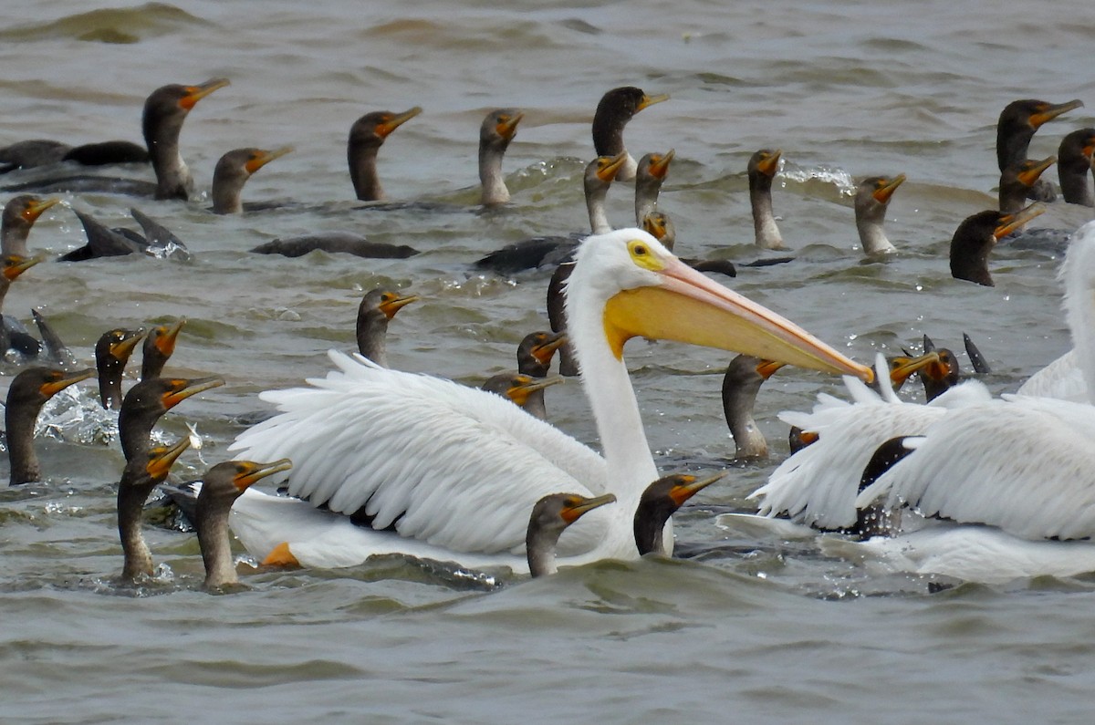 American White Pelican - ML495161391