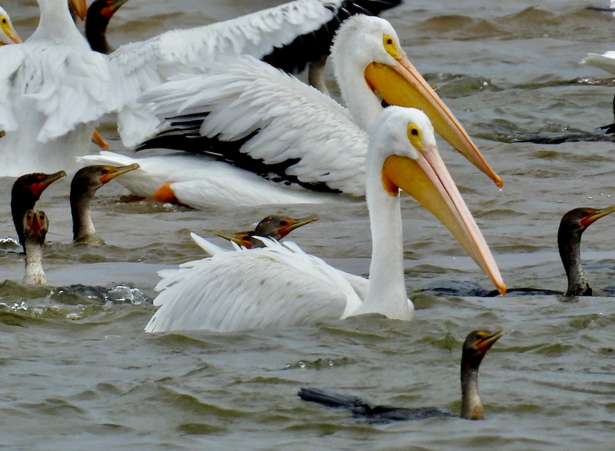 American White Pelican - Van Remsen