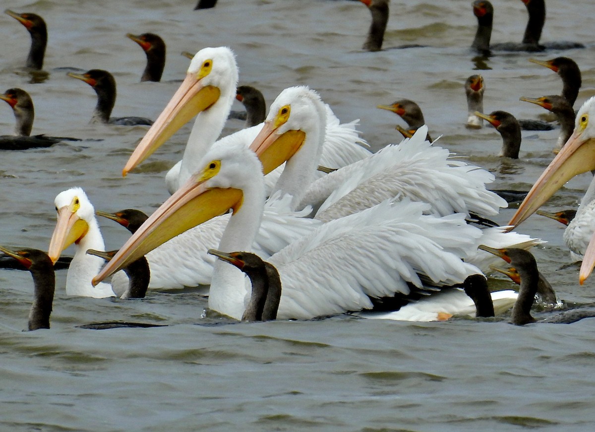 American White Pelican - Van Remsen