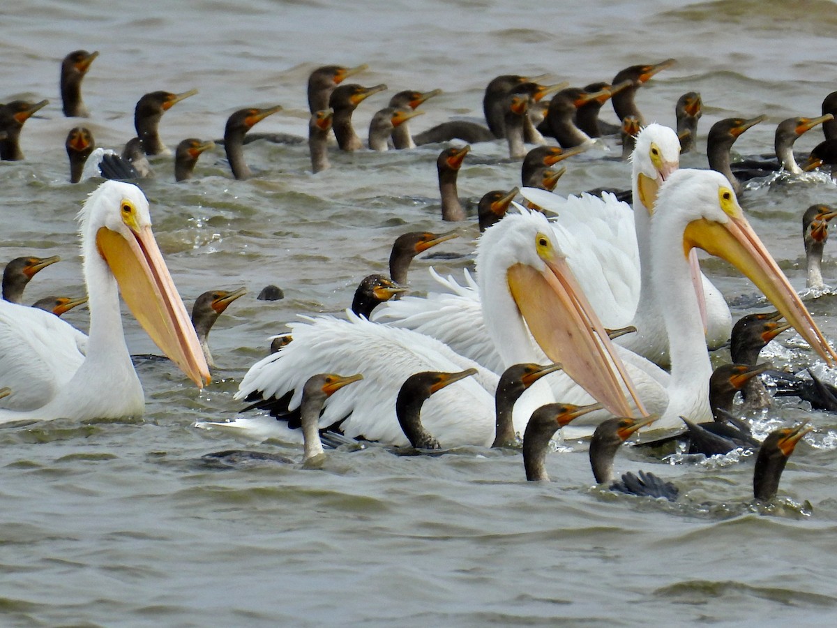 American White Pelican - ML495161441