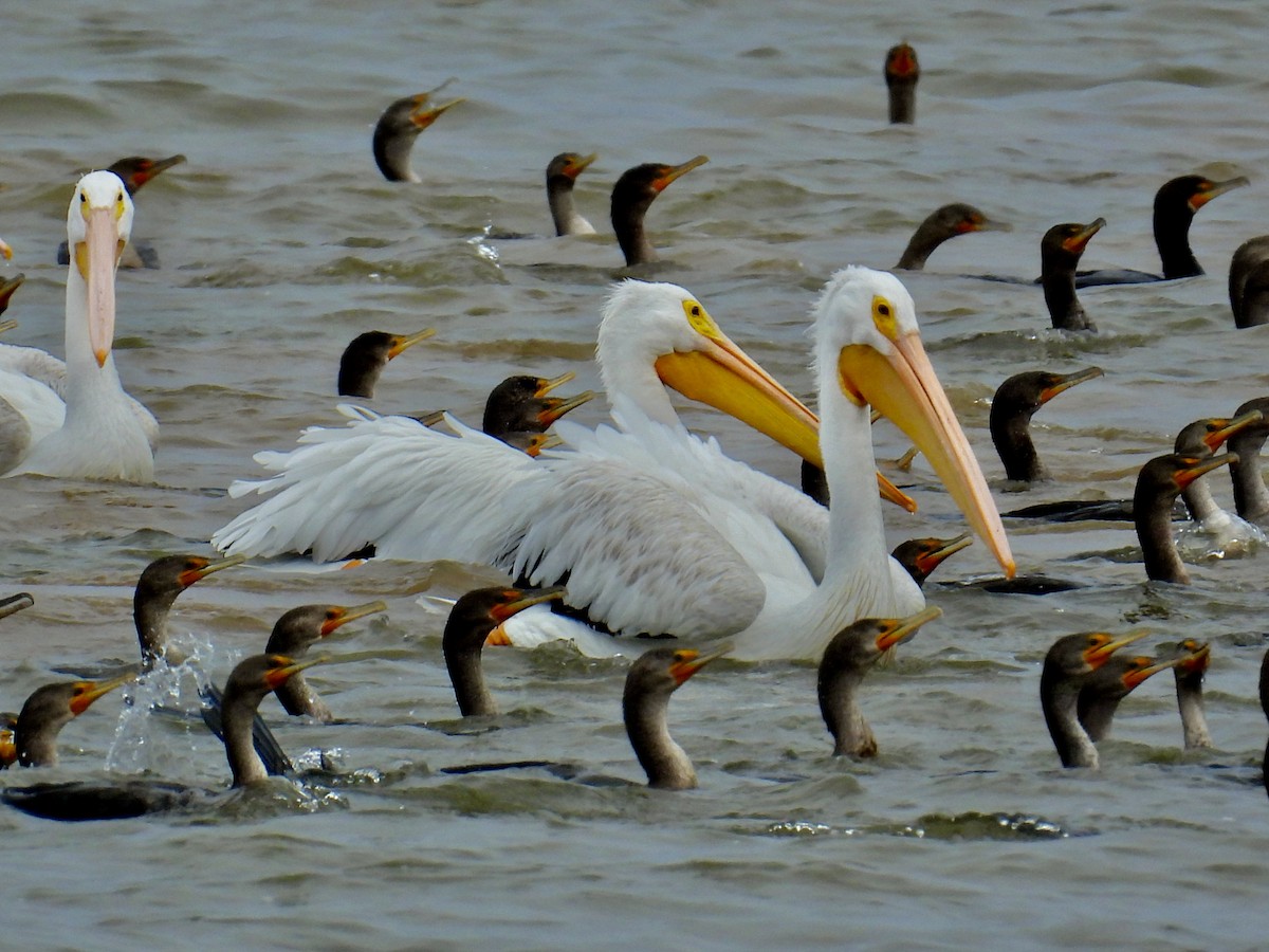 American White Pelican - Van Remsen