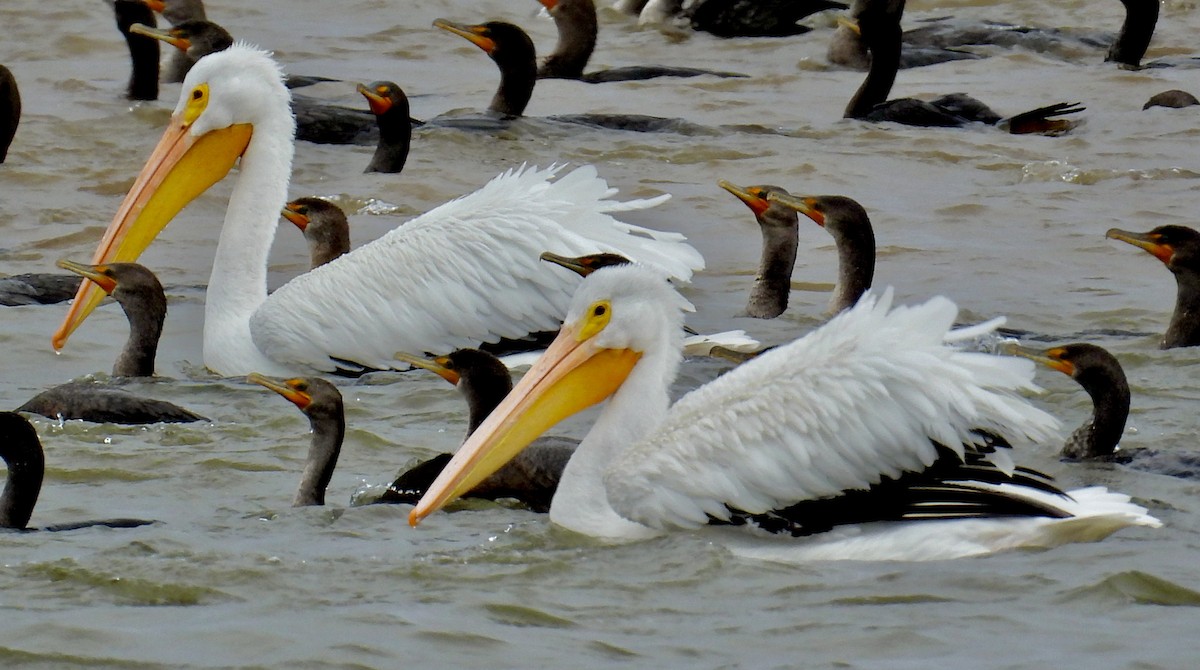 American White Pelican - ML495161671