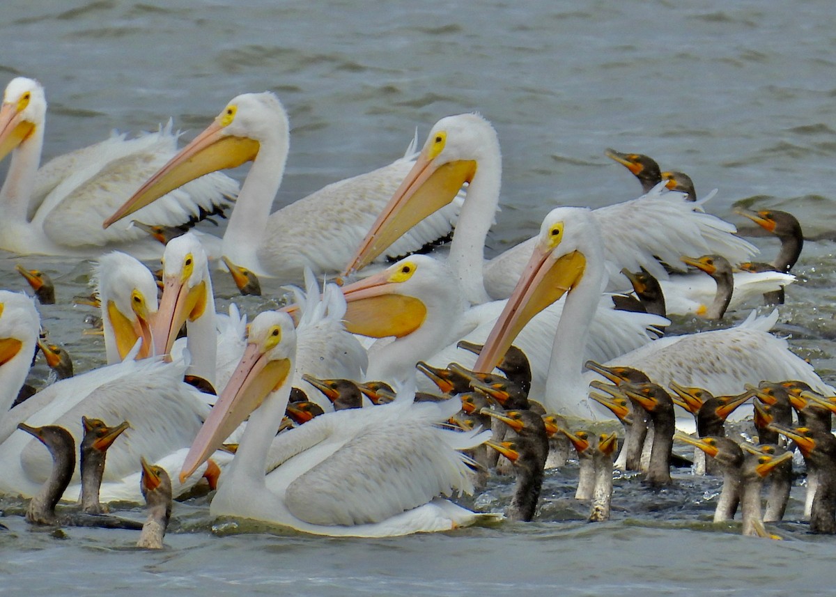pelikán severoamerický - ML495161691