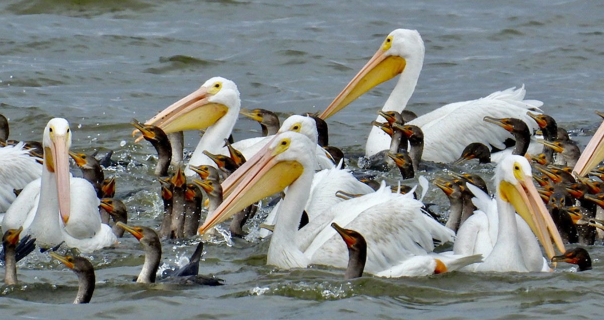 American White Pelican - ML495161701