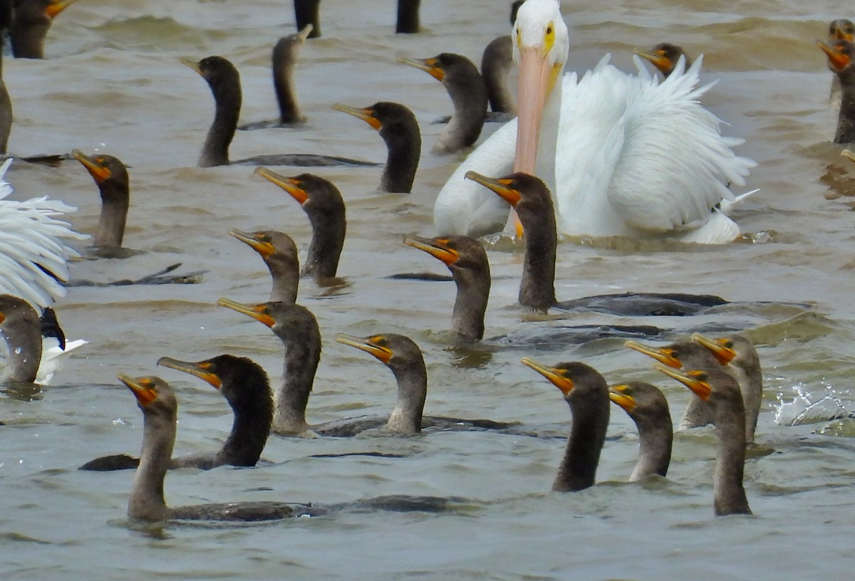 Cormoran à aigrettes - ML495161881