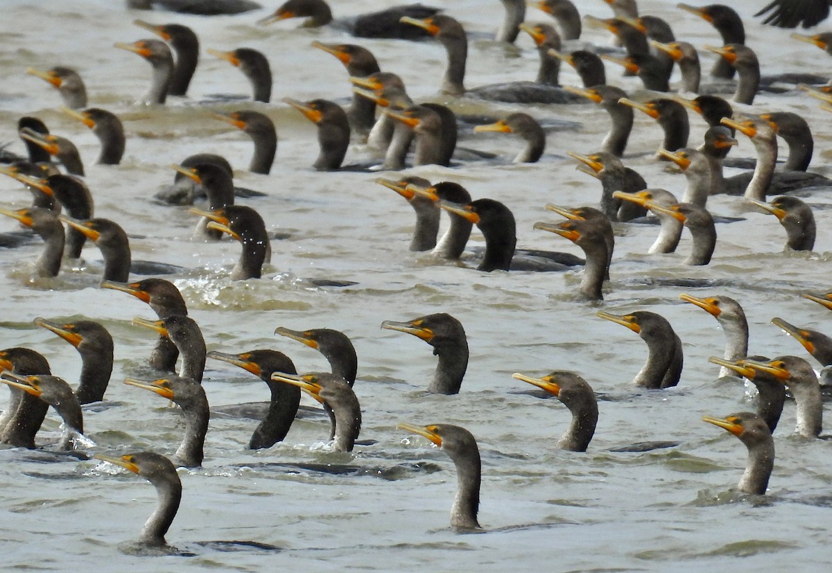 Double-crested Cormorant - ML495161921