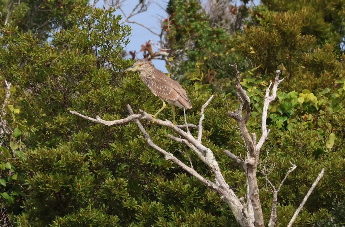 Black-crowned Night Heron - ML495162561