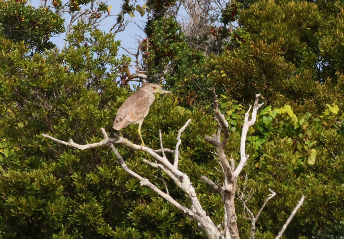 Black-crowned Night Heron - ML495162571