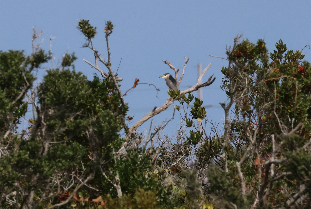 Black-crowned Night Heron - ML495162581