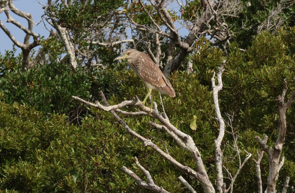 Black-crowned Night Heron - ML495162591