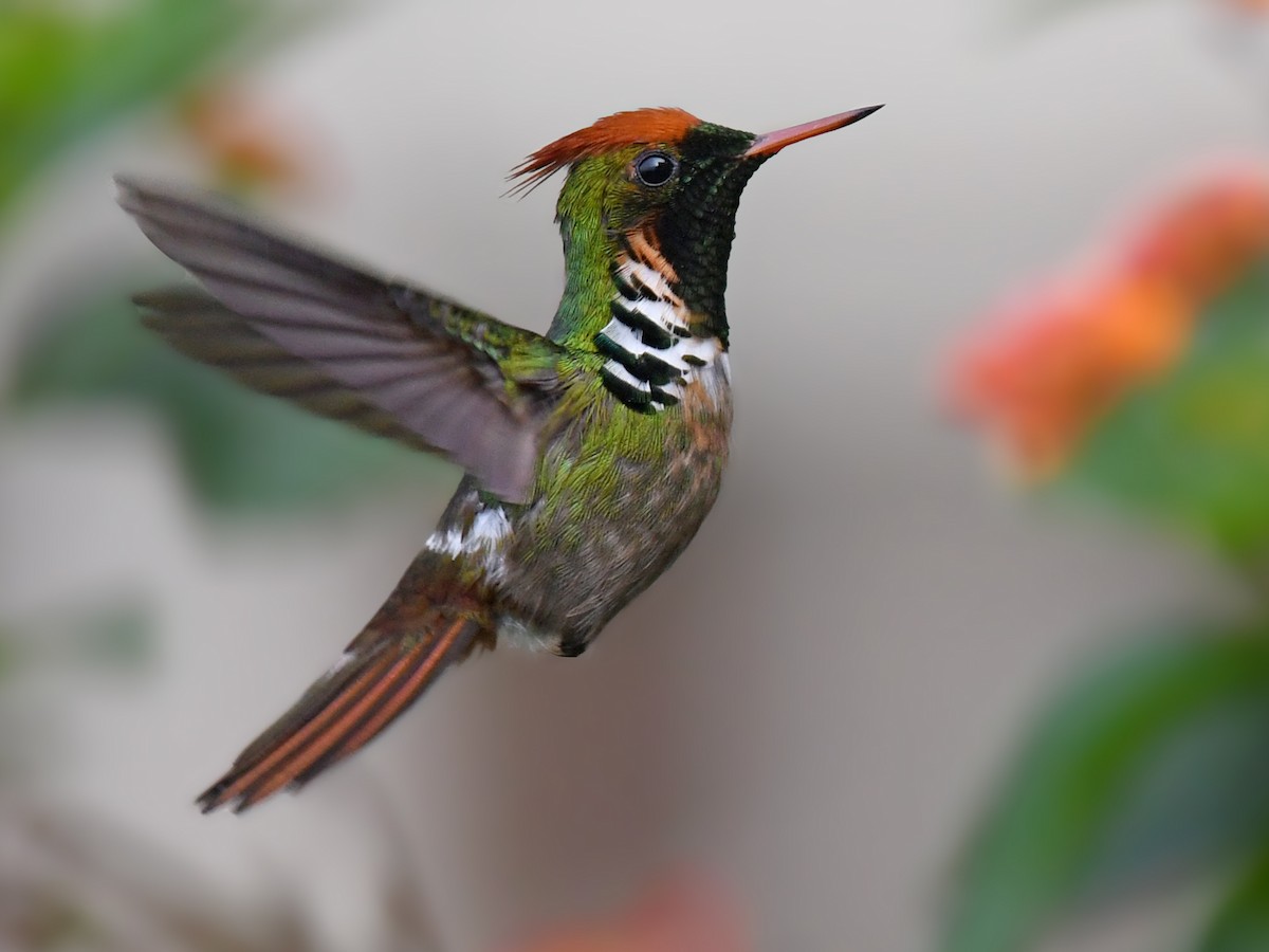 Frilled Coquette