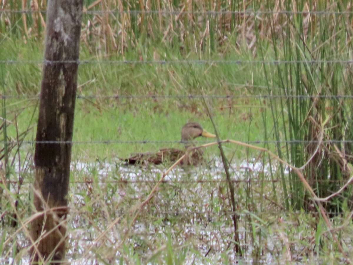 Mottled Duck - ML495163841