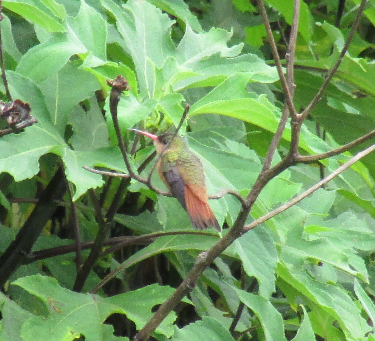 Cinnamon Hummingbird - ML495164271