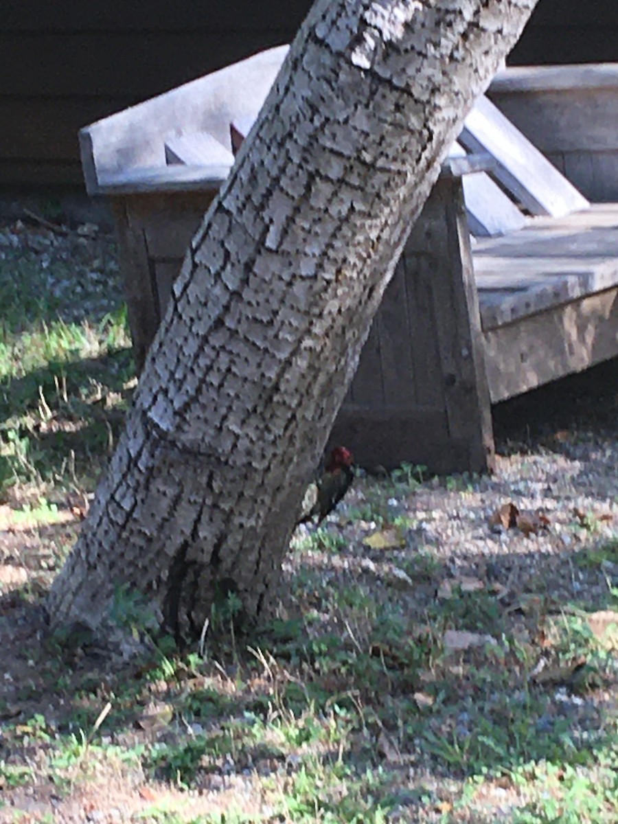 Red-breasted Sapsucker - ML495165441