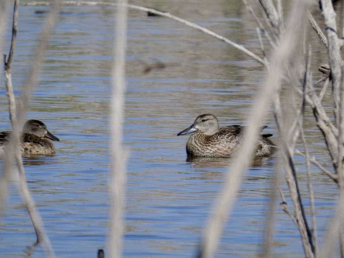 Blue-winged Teal - ML495165781