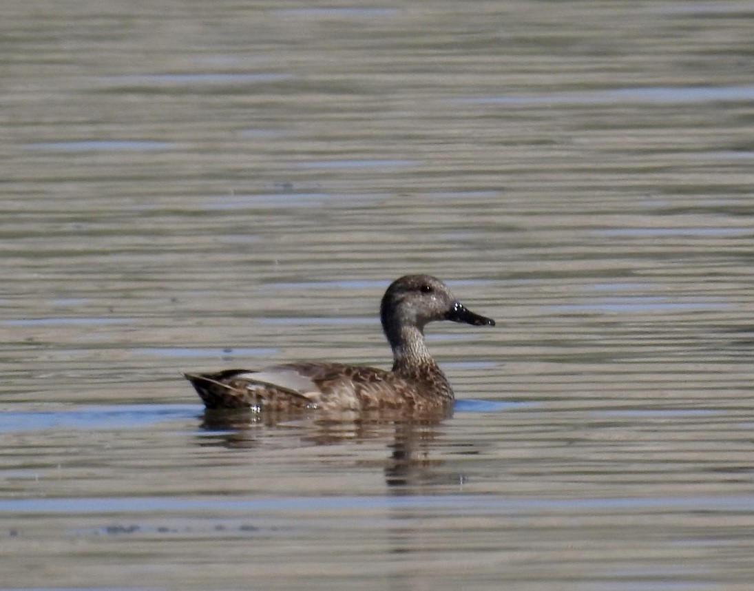 Gadwall - ML495166401