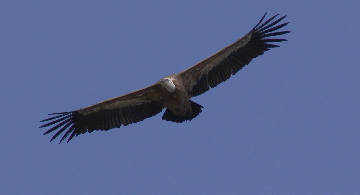 Eurasian Griffon - Paulo Belo