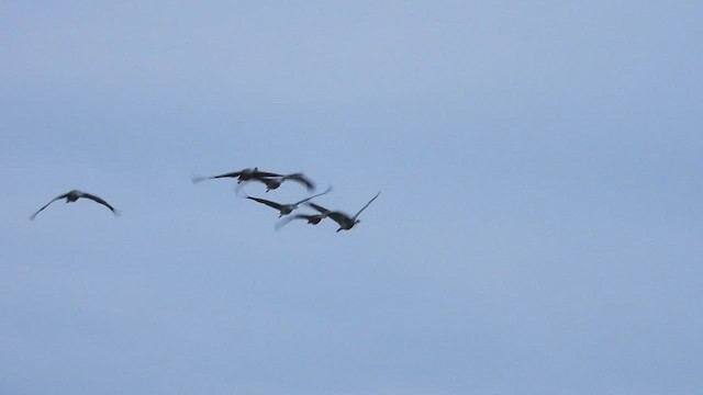 Sandhill Crane - ML495166771