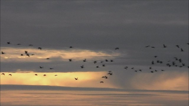 Sandhill Crane - ML495167351