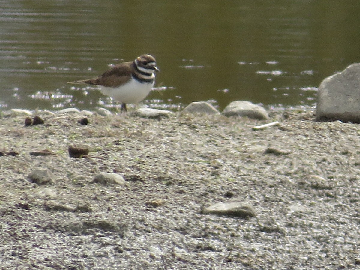 Killdeer - ML495167541